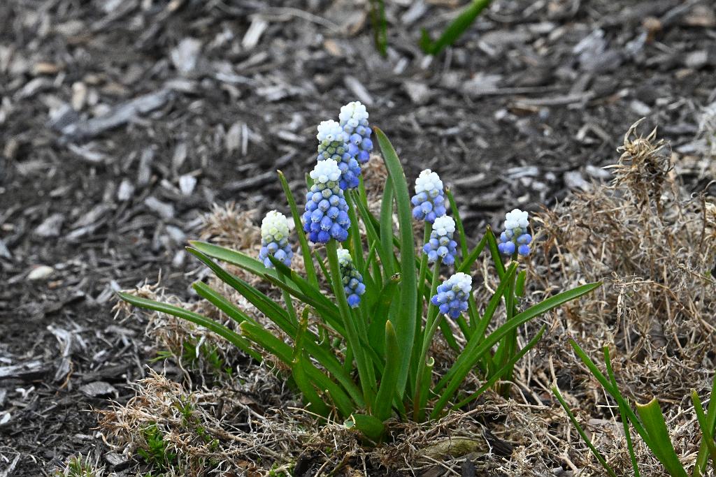 2025-04216373 Tower Hill Botanic Garden, MA.JPG - Grape Hyacinth. New England Botanic Garden at Tower Hill, MA, 4-21-2025